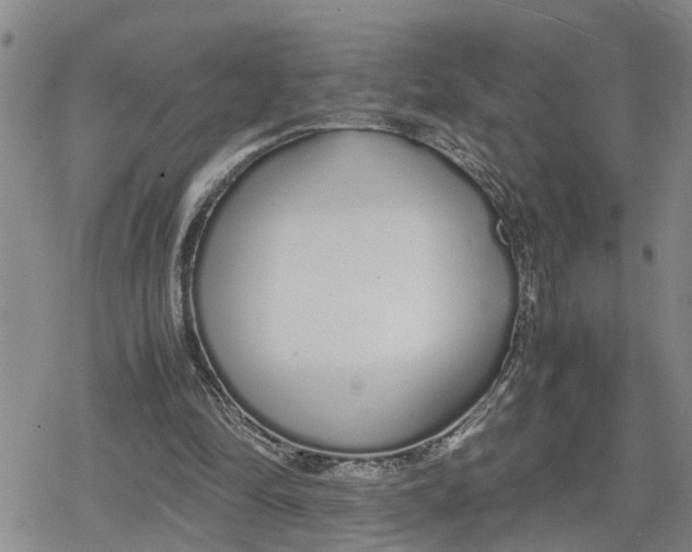 X0000079300294200612151734