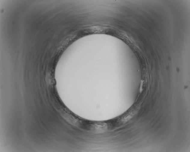 X0000079300317200612151734