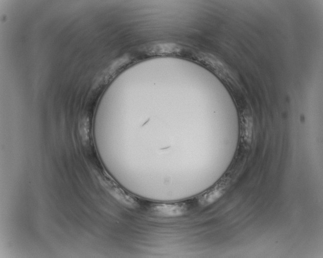 X0000079300326200612151733