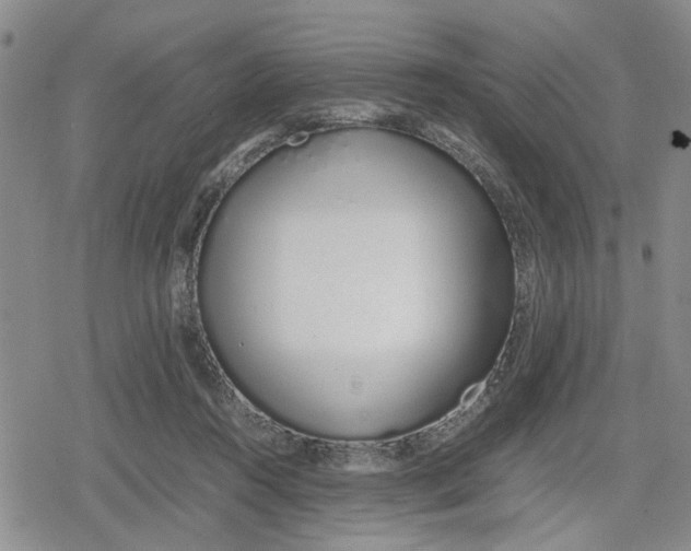 X0000079300360200612151733