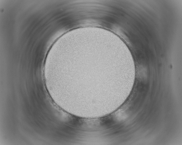 X0000079300856200612151725