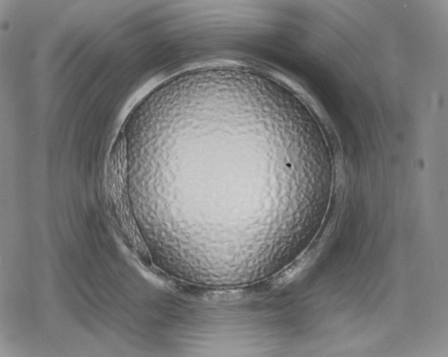 X0000079300858200612151725