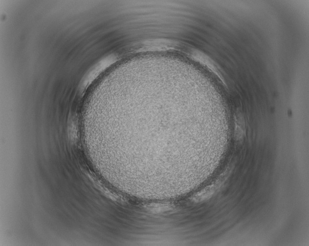 X0000079300874200612151724