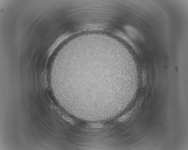 X0000079300878200612151724
