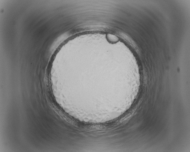 X0000079300883200612151724