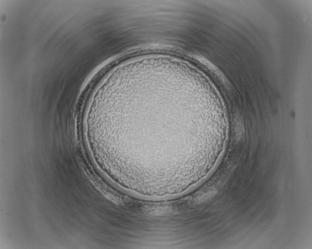 X0000079300886200612151724