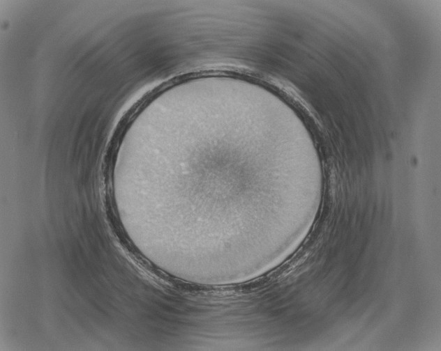 X0000079301024200612151722