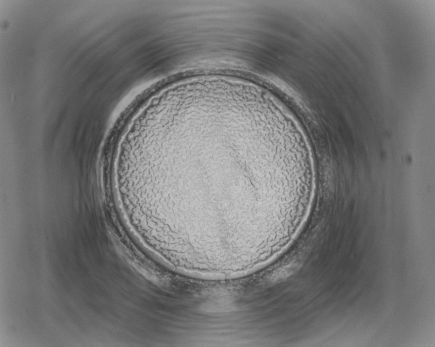 X0000079301078200612151721