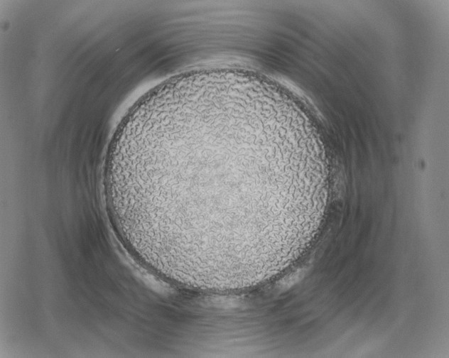 X0000079301086200612151721