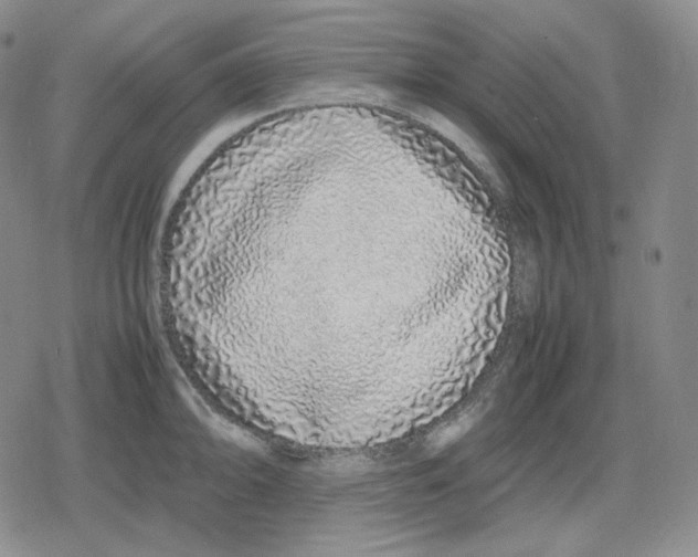 X0000079301094200612151721