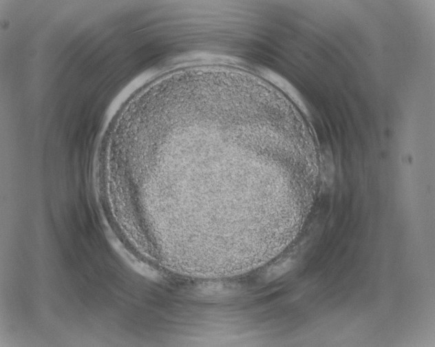 X0000079301098200612151721