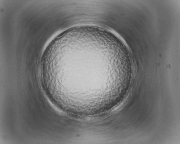 X0000079301101200612151721