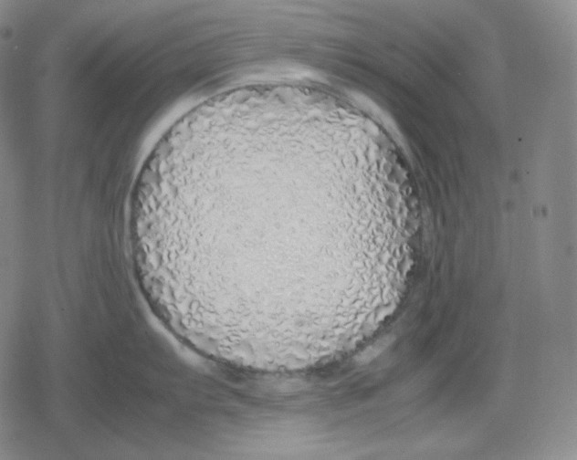 X0000079301103200612151721
