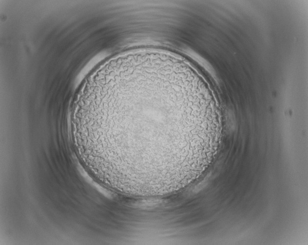 X0000079301290200612151718