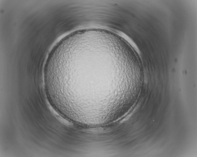 X0000079301388200612151716