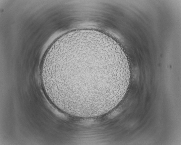 X0000079301470200612151715