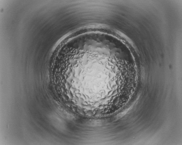 X0000079310829200611171053