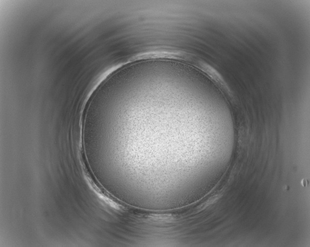 X0000079310844200611251737