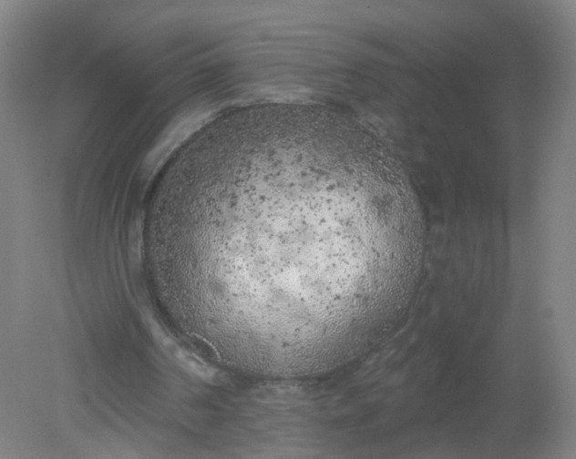 X0000079310194200612011825