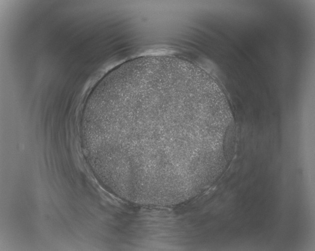 X0000079310337200612011822