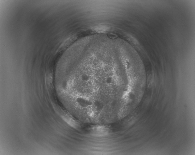 X0000079310365200612011822
