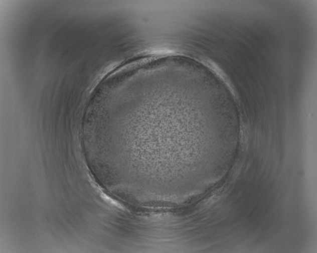 X0000079310385200612011822