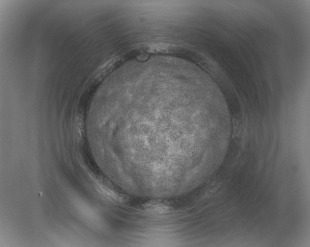 X0000079310648200612011817