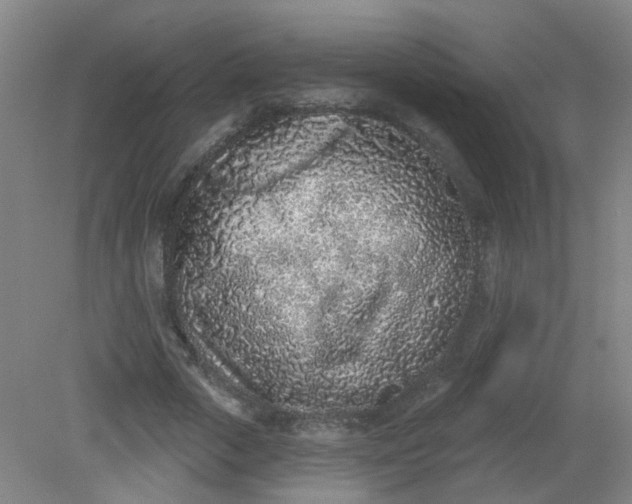 X0000079310729200612011815