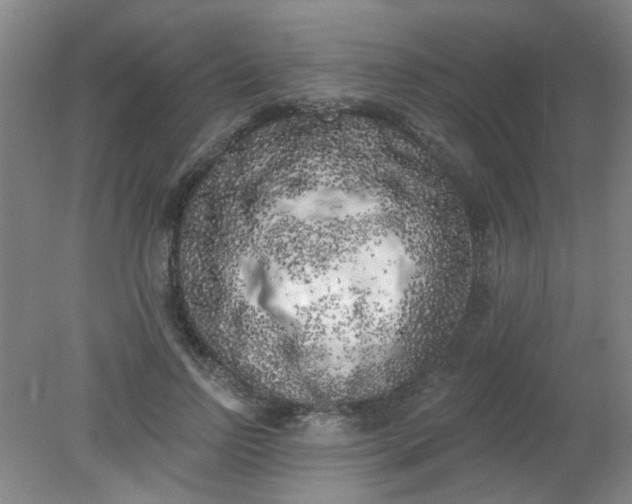X0000079310742200612011816