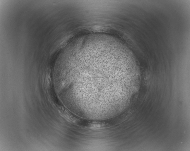 X0000079310746200612011816