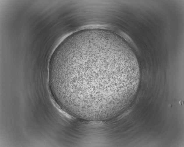 X0000079310844200612011814