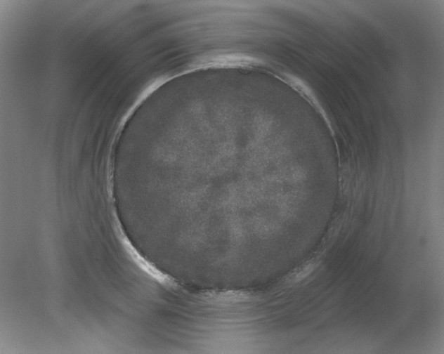 X0000079310851200612011814