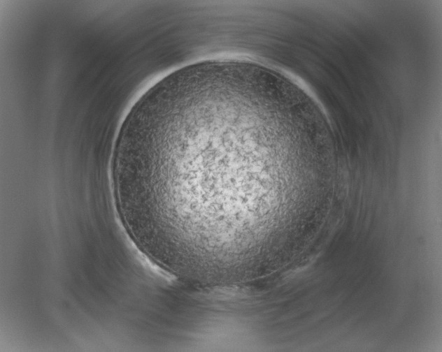 X0000079310959200612011813