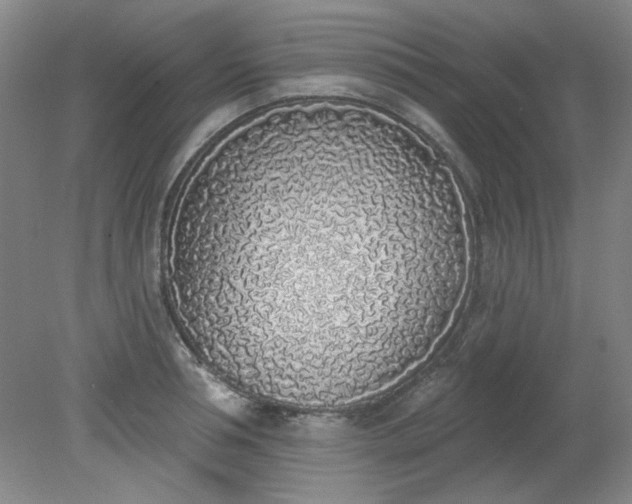 X0000079310994200612011811