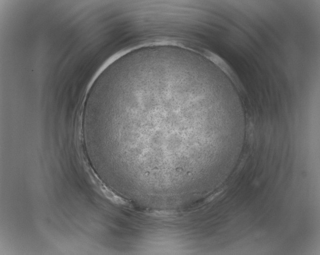 X0000079311052200612011811