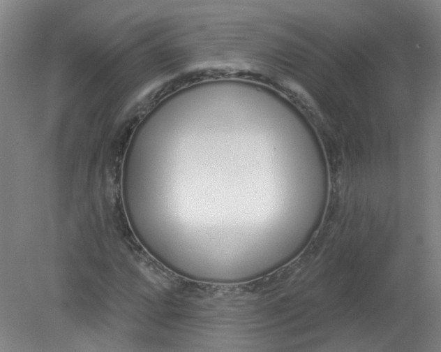 X0000079311064200612011810