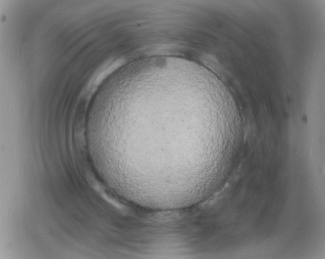 X0000079310050200612081919