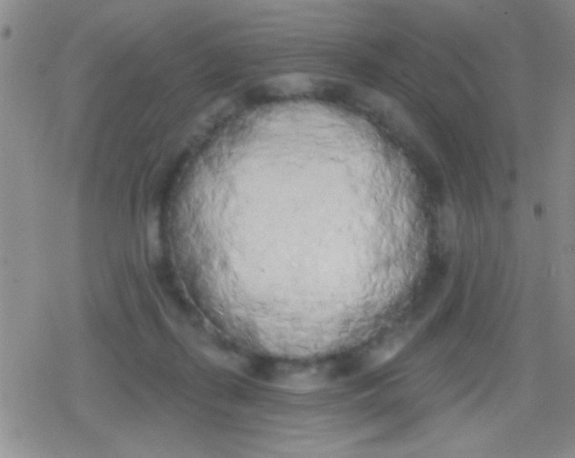 X0000079310267200612081916