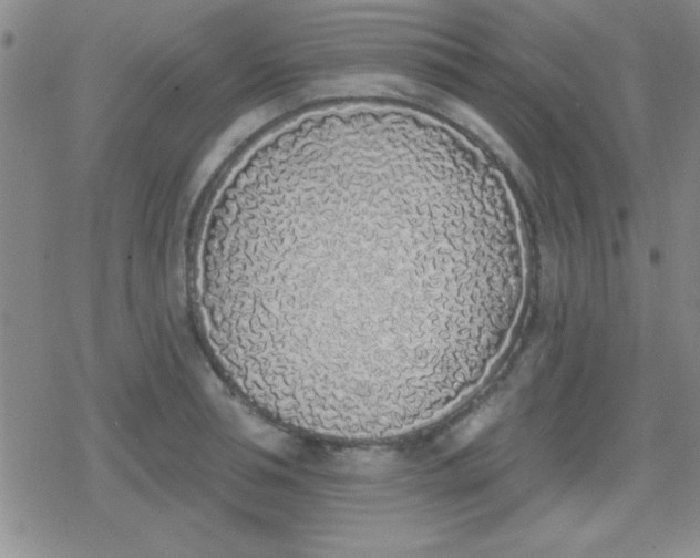 X0000079310994200612081904