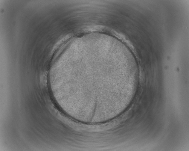 X0000079310010200612151804