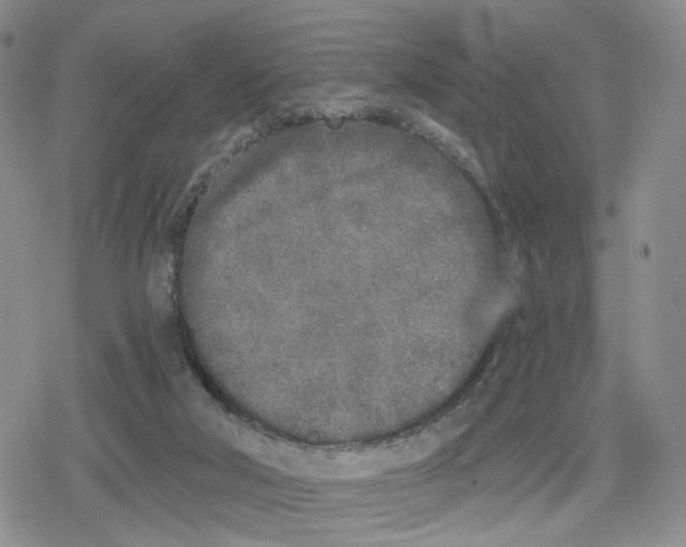 X0000079310018200612151803