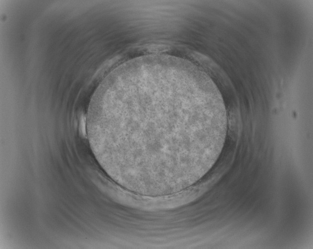 X0000079310046200612151803