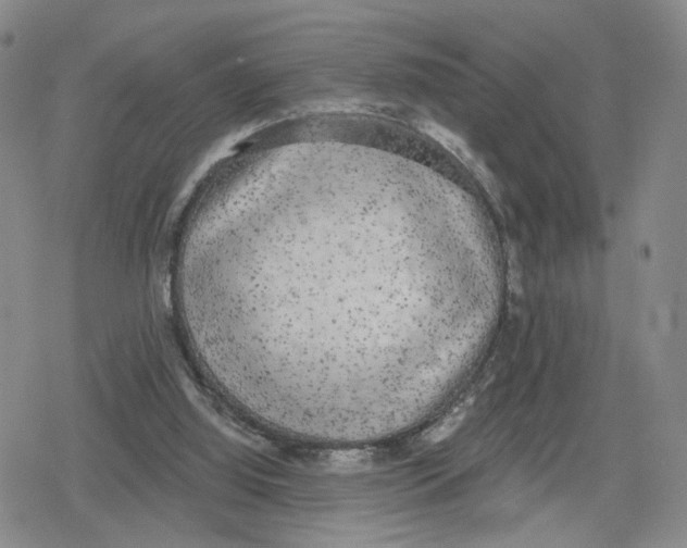 X0000079310060200612151802