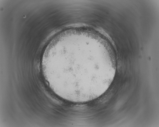 X0000079310063200612151802