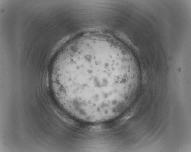 X0000079310068200612151802