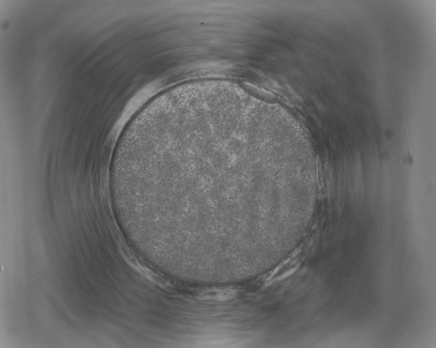 X0000079310099200612151802