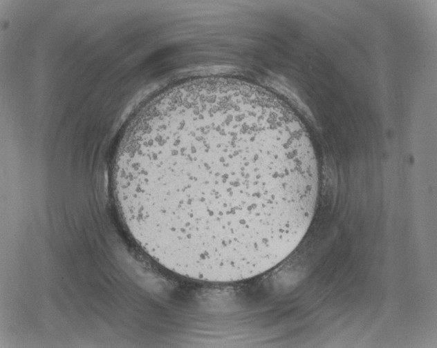 X0000079310110200612151802