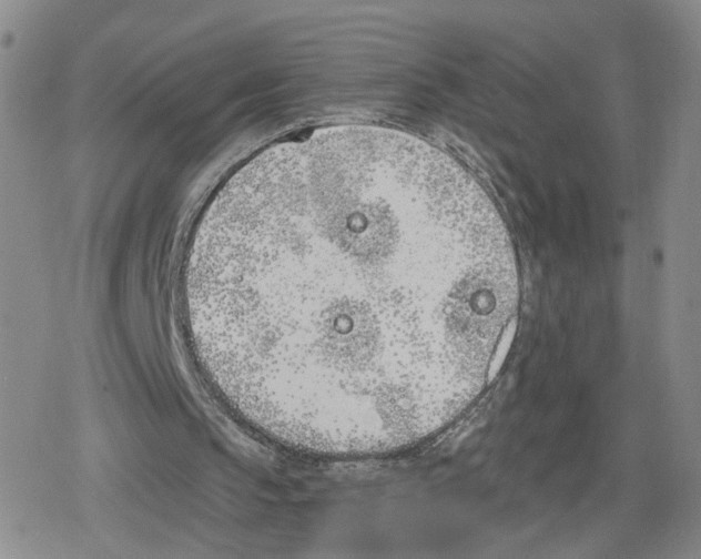 X0000079310145200612151801