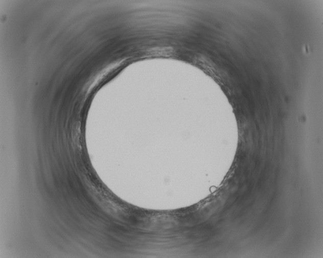 X0000079310146200612151801