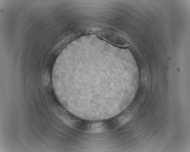 X0000079310173200612151801